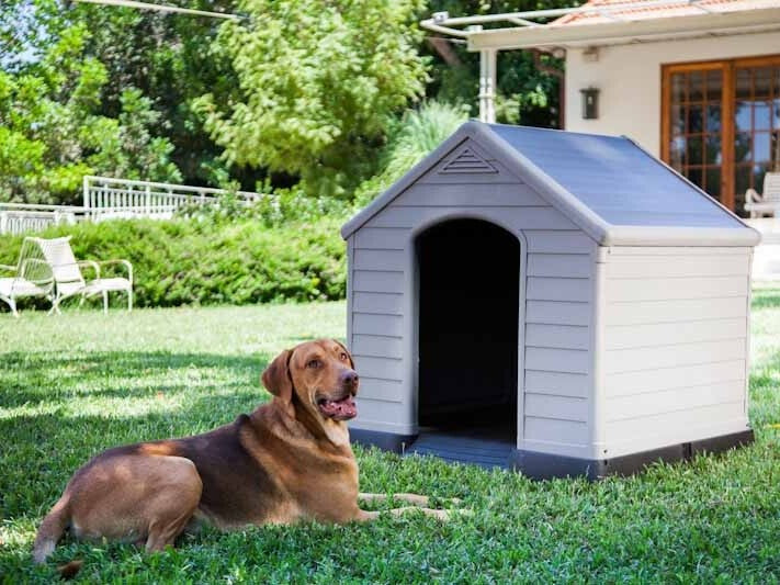 Dog sitting by its dog house