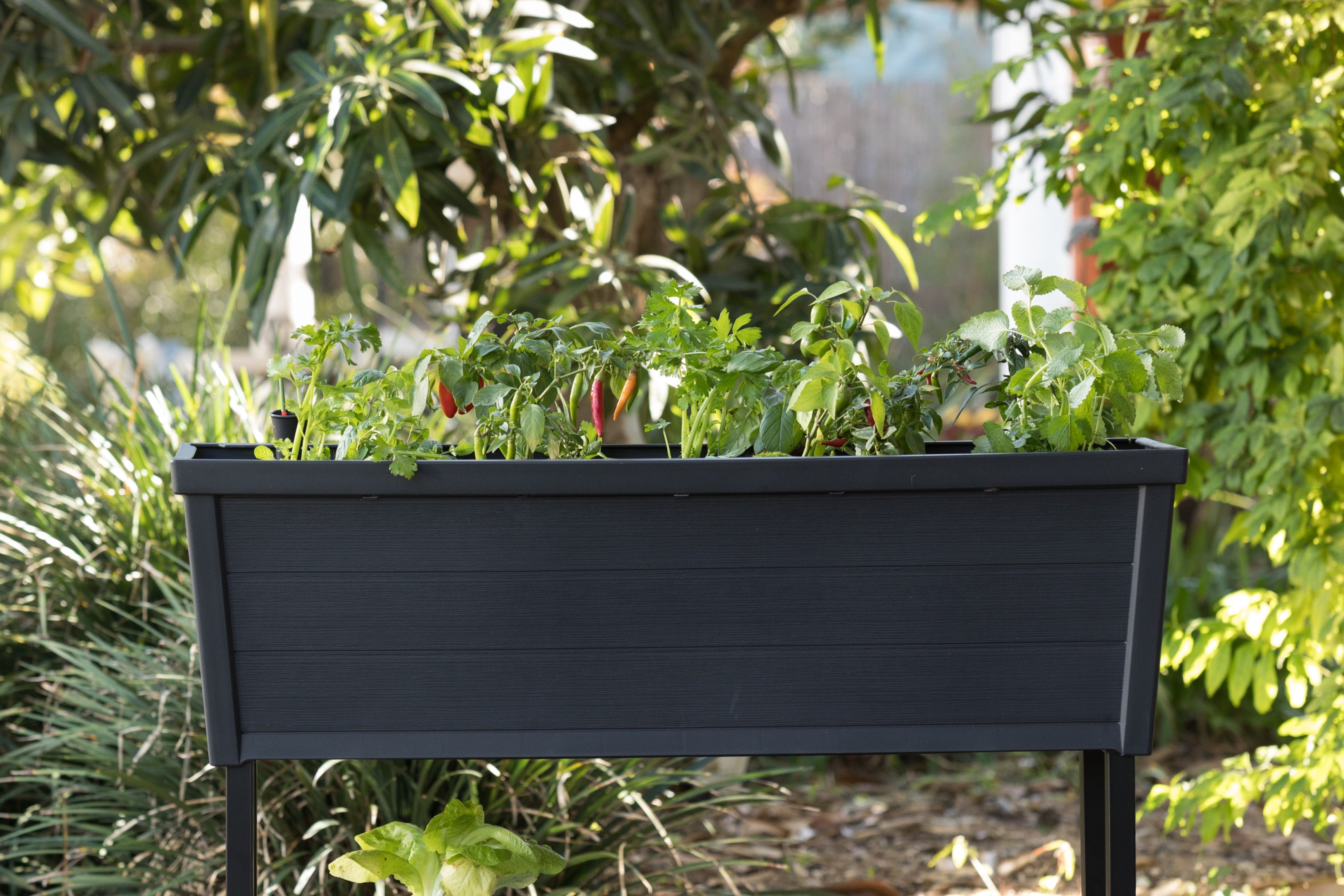 Raised garden bed for growing chilies