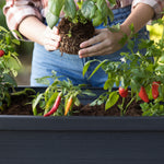 Basil and Chillies in a raised garden bed